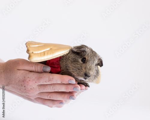 Tiny guinea pig with wings of gold in hand on the paper in the studio isolated on white photo