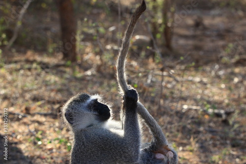 Foto Thorough delousing session of the long tail of a vervet monkey (Kruger National