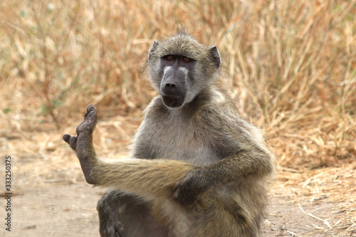 Delousing, a Chacma baboon raises its left paw (Kruger National Park, South Africa)