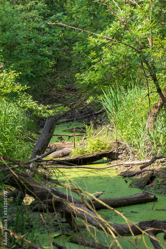 Krive Lake Nature Reserve - floodplain forest area. Krive Lake Nature Reserve - floodplain forest area.