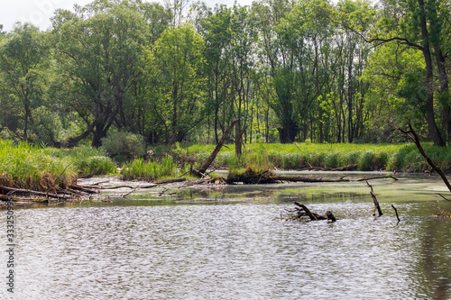 Krive Lake Nature Reserve - floodplain forest area. photo