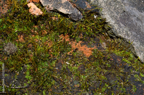 Moss on the stones of the garden in the spring sun