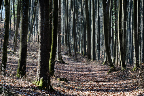 Photo A footpath in an autumnly forest