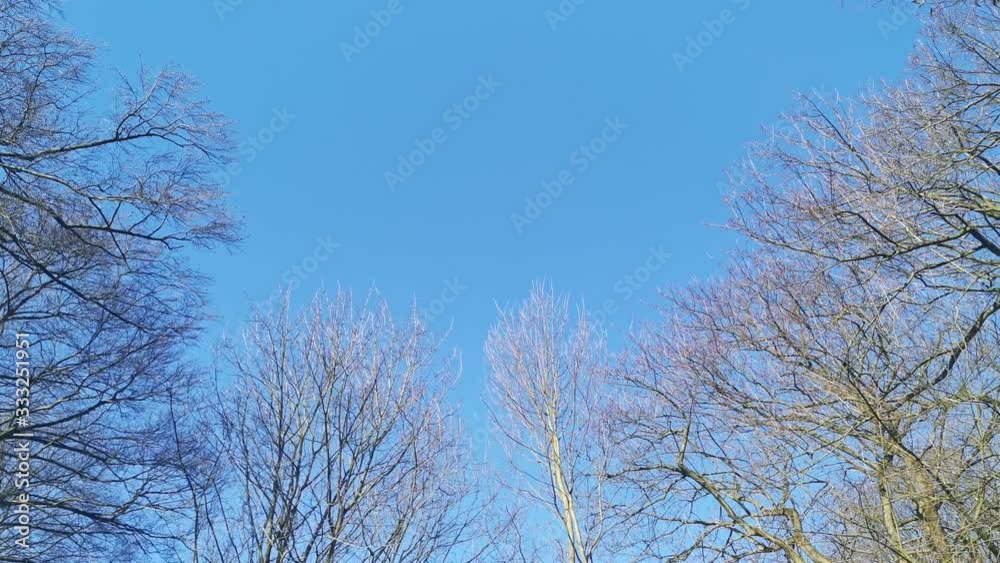 Wald Landschaft Bäume und Äste die im Wind wehen vor blauem Himmel Wald Landschaft Bäume und Äste die im Wind wehen vor blauem Himmel