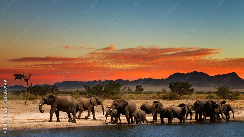 Fototapeta premium Savane et sont coucher de soleil...