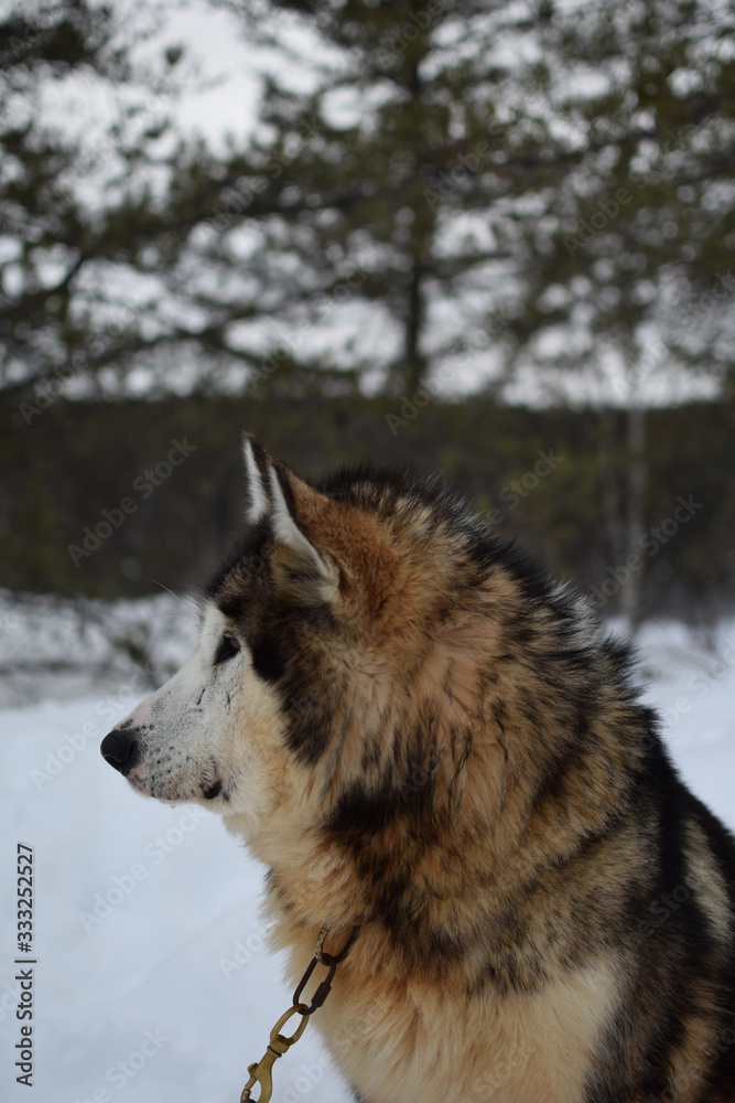 Naklejka premium chien