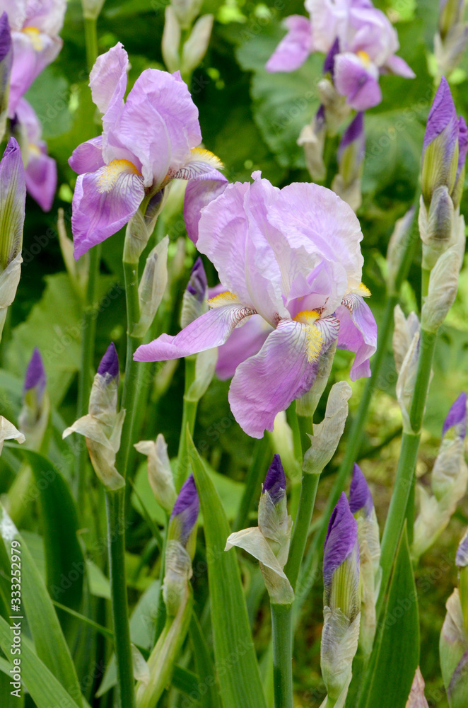 mauve irises in the flowerbed mauve irises in the flowerbed