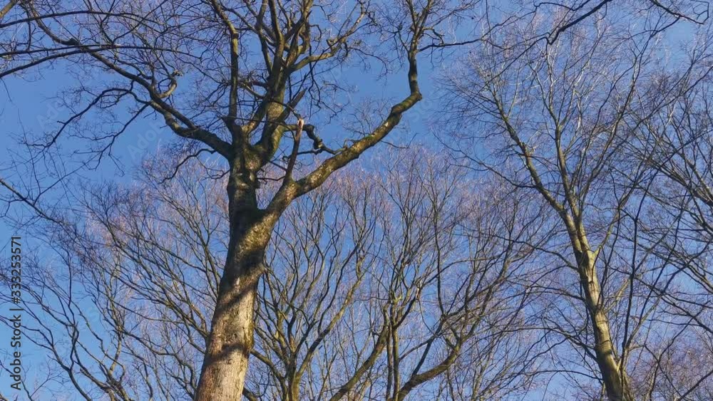Wald Landschaft Bäume und Äste die im Wind wehen vor blauem Himmel Wald Landschaft Bäume und Äste die im Wind wehen vor blauem Himmel