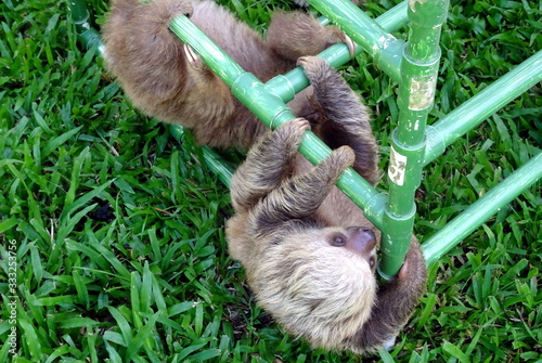 Cute fluffy baby sloth in Costa Rica