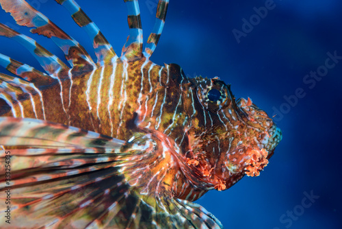 red scorpionfish (Scorpaena scrofa) photo