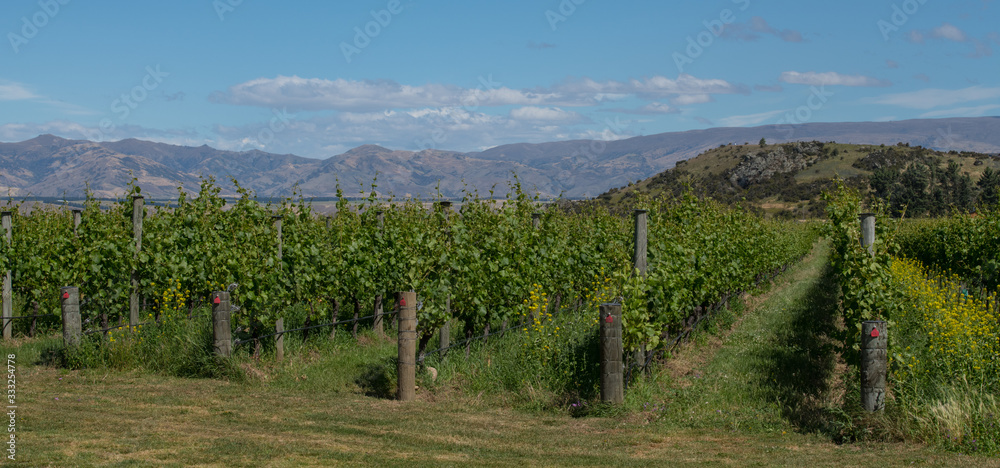 Naklejka premium Maude Winery in Wanaka New Zealand