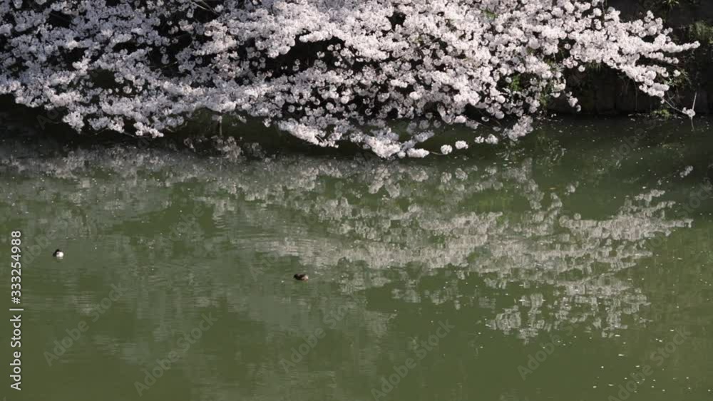 桜 桜