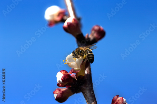 bee on a white flower on a tree. Bee picking pollen from apricot flower.Bee on apricot blossom