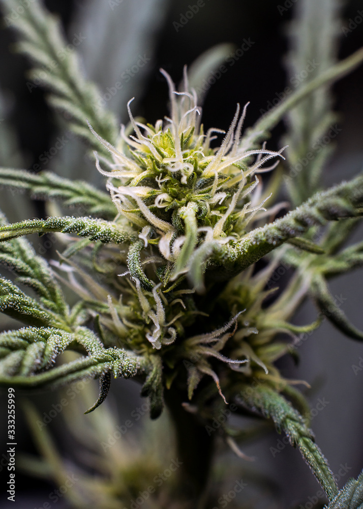 Gelato Cannabis Indica Plant, Early Bud Gelato Cannabis Indica Plant, Early Bud