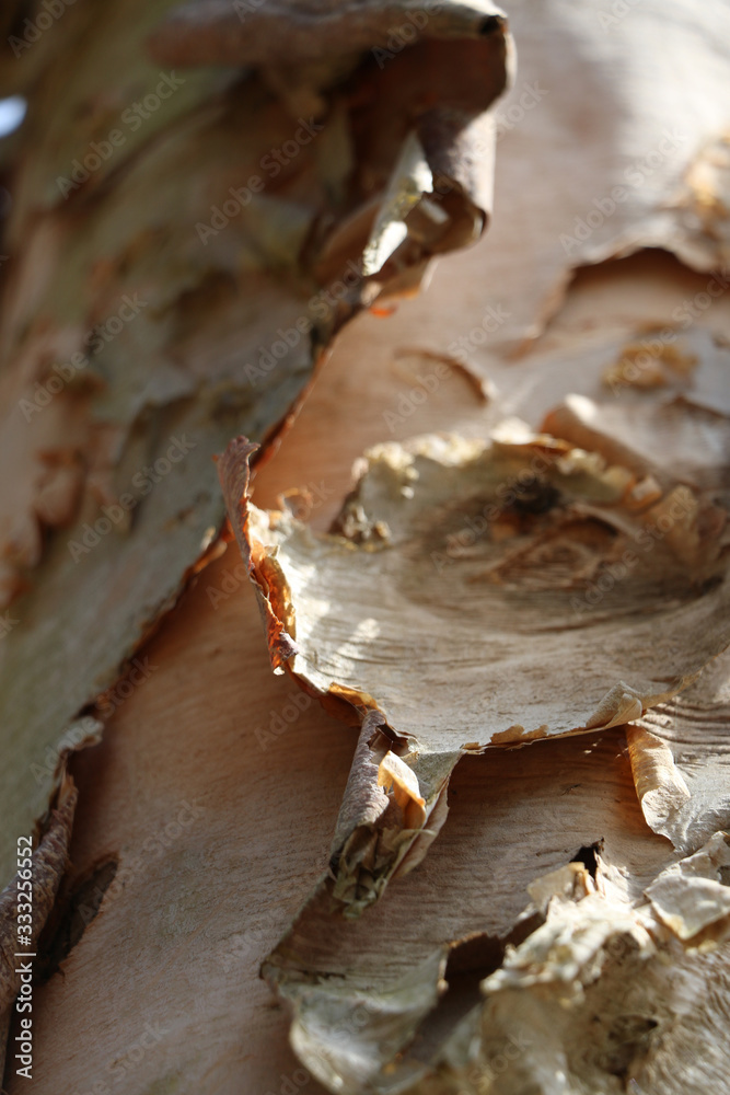 Birch tree trunk with peeling bark Birch tree trunk with peeling bark