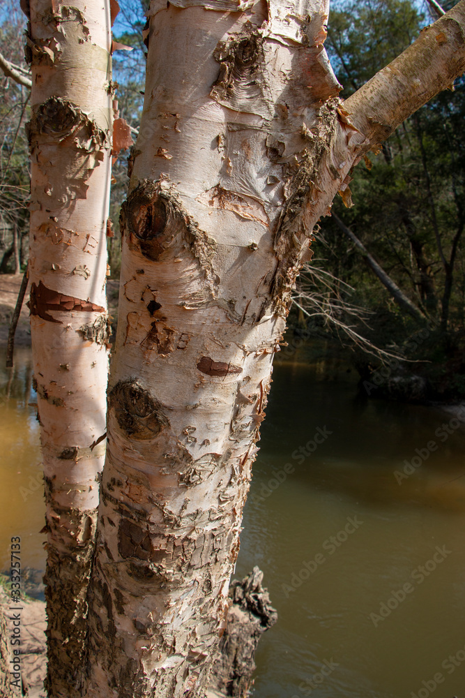 Naklejka premium Birch tree trunk with peeling bark