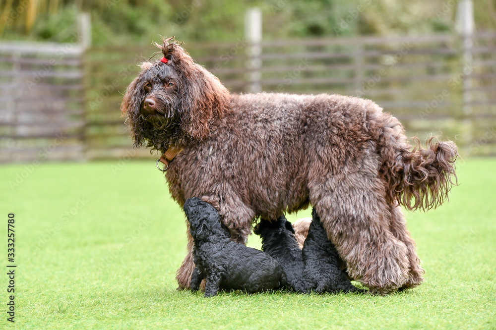 Fototapeta premium ラブラドールレトリバー