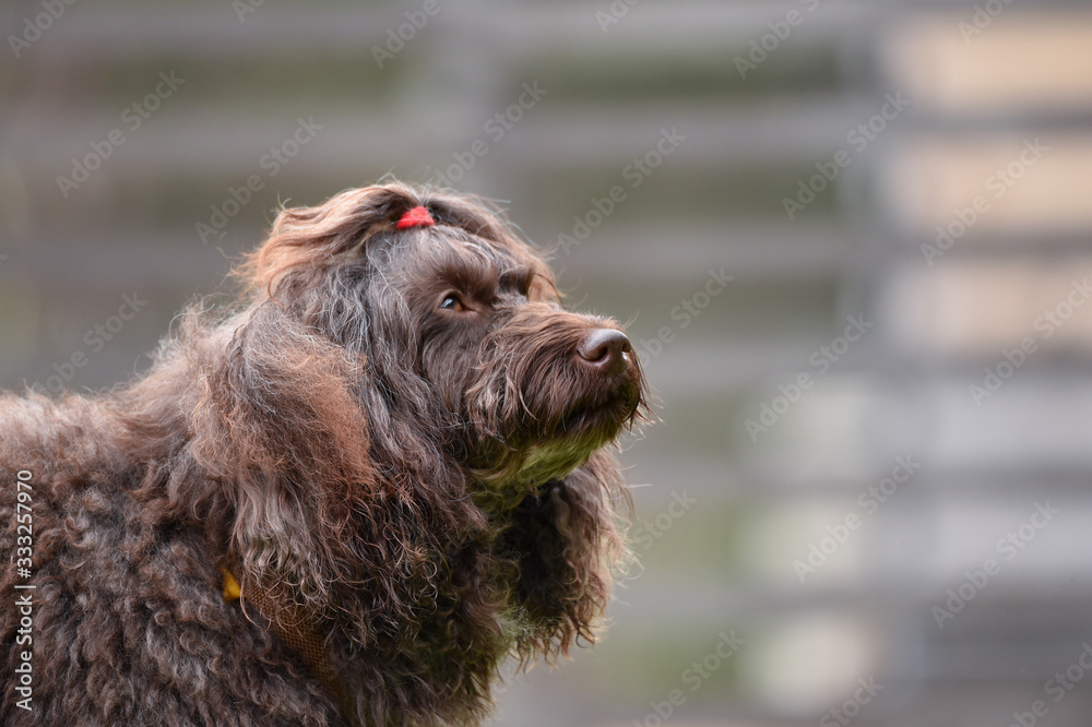 Fototapeta premium ラブラドールレトリバー