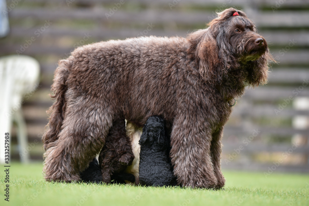 Fototapeta premium ラブラドールレトリバー