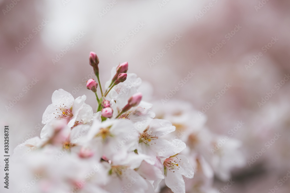 Cherry blossom (Prunus avium) and buds covered in snow Cherry blossom (Prunus avium) and buds covered in snow