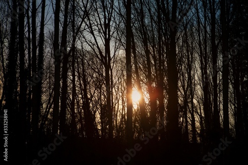 sunset in the backlit forest