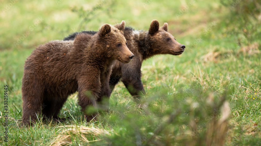 Two cute brown bear, ursus arctos, cubs walking on a meadow with green grass in spring. Little young animals moving in nature with copy space. Mammal looking aside in wilderness.