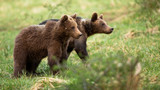 Two cute brown bear, ursus arctos, cubs walking on a meadow with green grass in spring. Little young animals moving in nature with copy space. Mammal looking aside in wilderness.