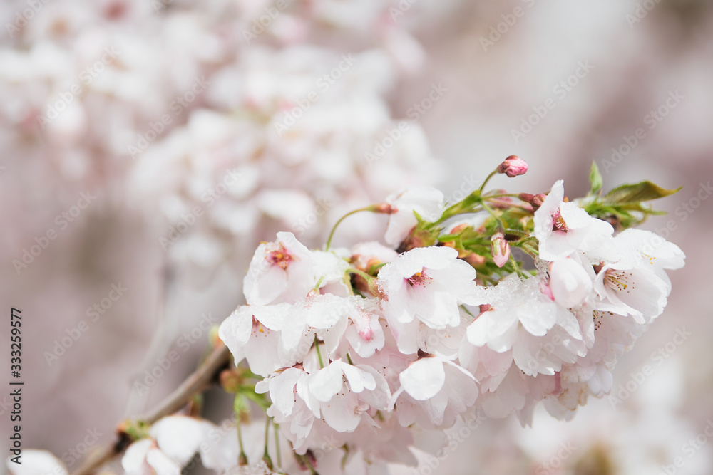 Cherry blossom (Prunus avium) and buds covered in snow Cherry blossom (Prunus avium) and buds covered in snow