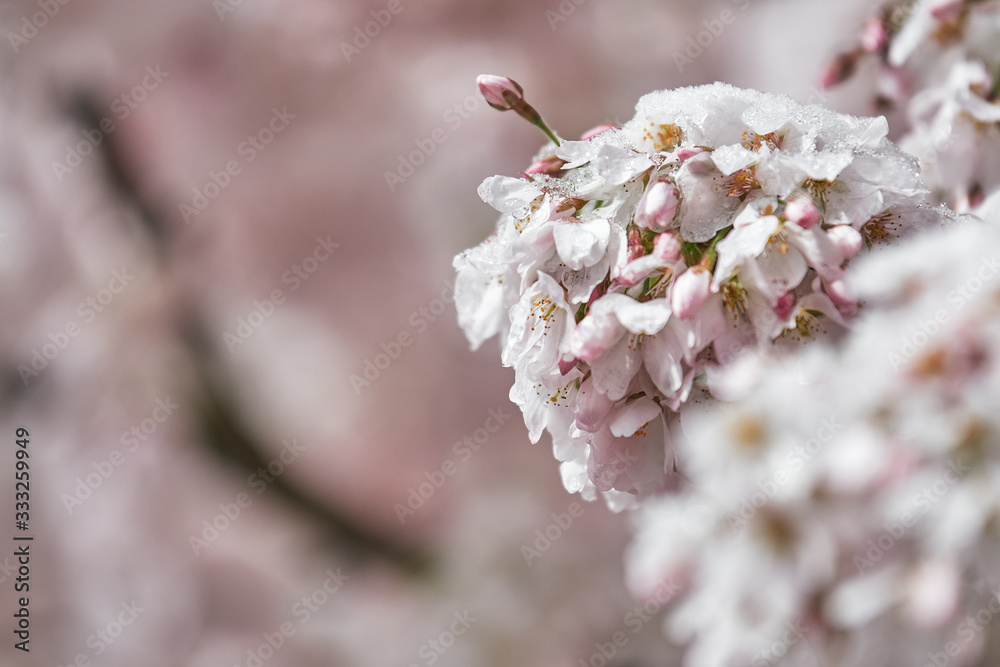 Cherry blossom (Prunus avium) and buds covered in snow Cherry blossom (Prunus avium) and buds covered in snow
