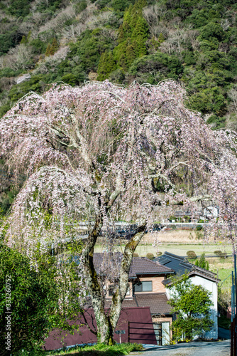 山国の枝垂れ桜