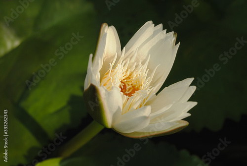 Fototapeta Naklejka Na Ścianę i Meble -  This beautiful waterlily or lotus flower is complimented by the rich colors.