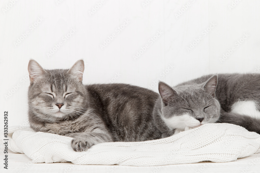 Two gray cats sleep together, hug and care. Show tenderness, lie on a soft white knitted sweater.