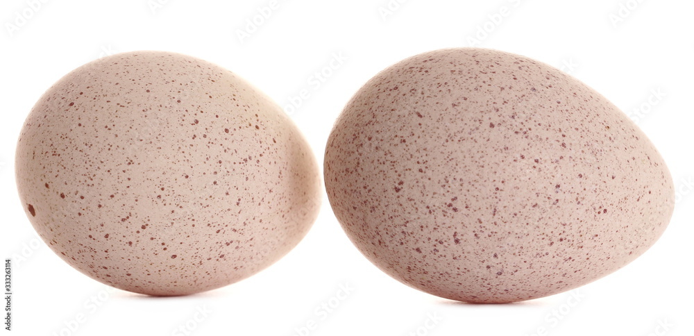 Turkey egg isolated on white background Turkey egg isolated on white background