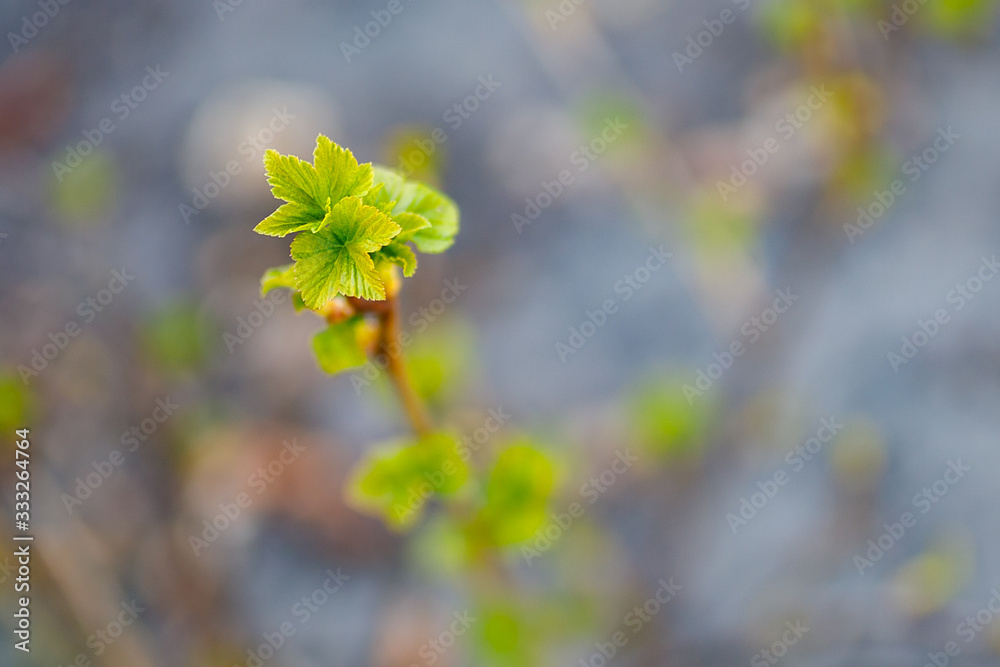  Spring awakening of nature, bright colors of spring