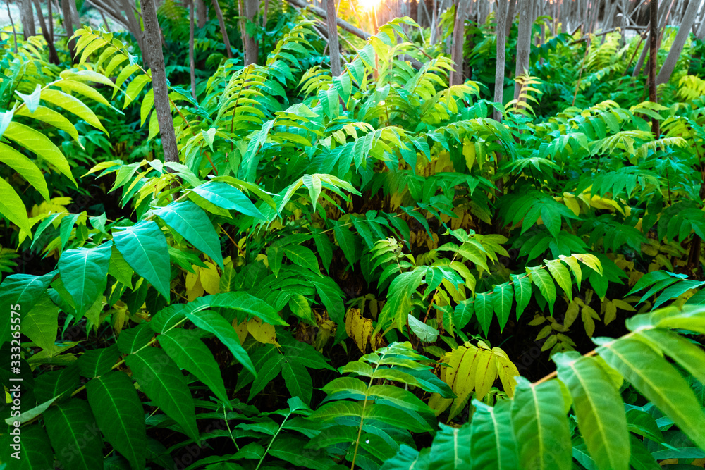 Obraz premium Branches of bushes with wild green leaves in a dense forest.