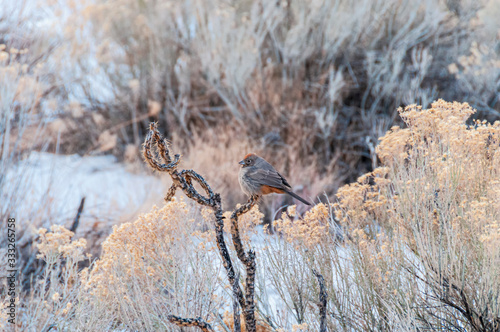 Canyon Towhee Melozone fusca on a Cactus in Snow  photo