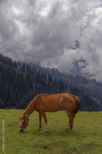 Horse grazing in grass land © Mudassar