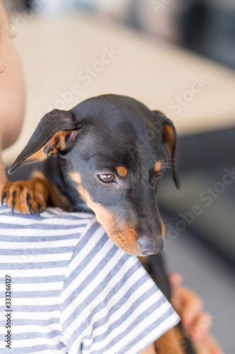Cute dachshund puppy with girl