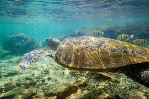 A large green turtle swims underwater in the Indian Ocean. © Oleg