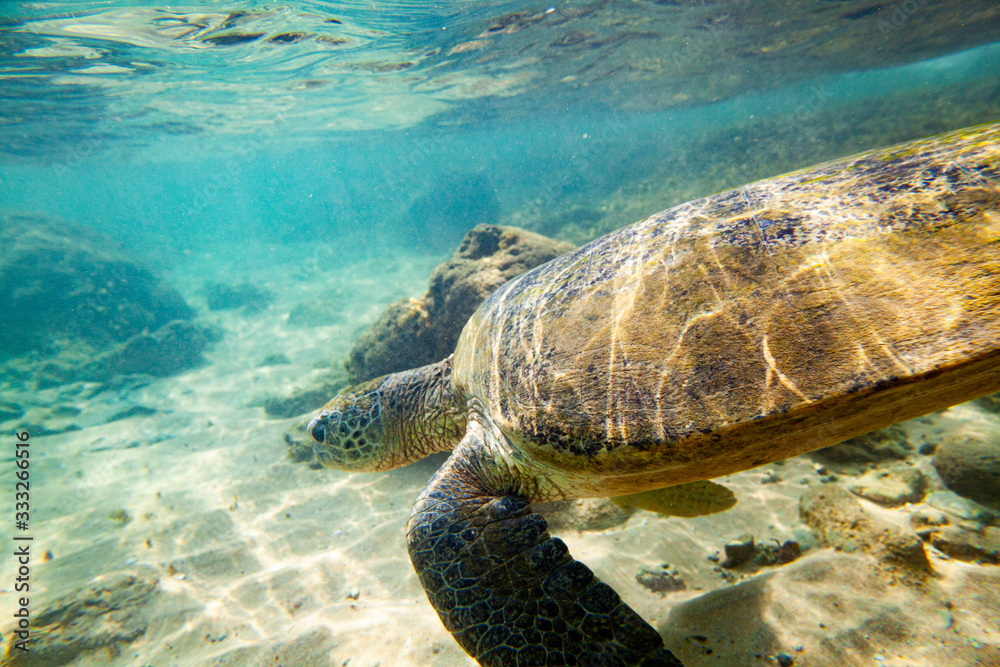 Obraz premium A large green turtle swims underwater in the Indian Ocean.