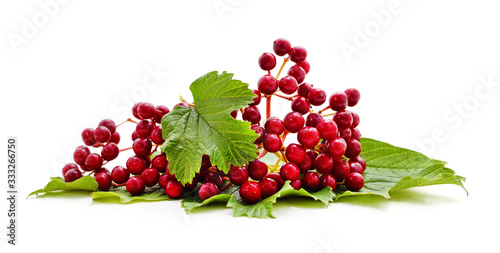 Red berries of viburnum with green leaf.