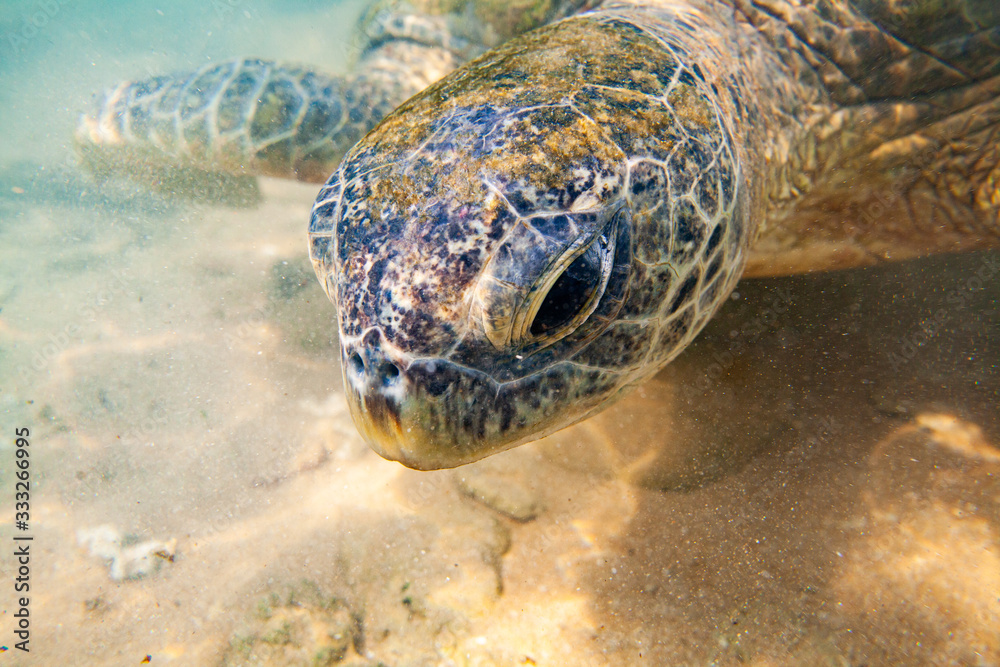 Obraz premium A large green turtle swims underwater in the Indian Ocean.