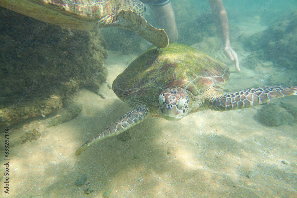 Fototapeta premium A large green turtle swims underwater in the Indian Ocean.