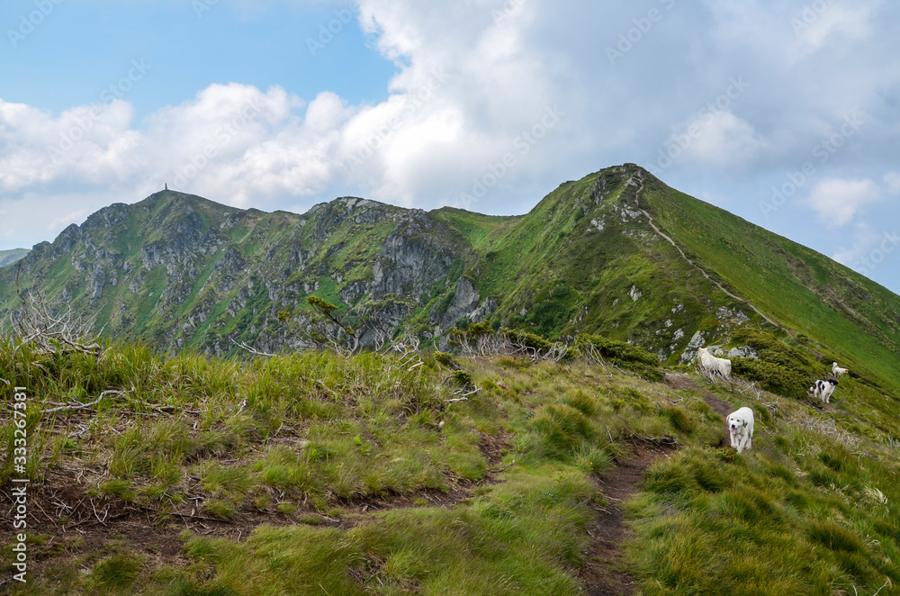 Shepherds dogs on green meadow high in the Carpathian mountains in summer day. Ukraine