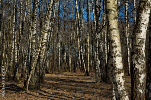 Fototapeta Naklejka Na Ścianę i Meble -  Early spring in a birch grove, Russia.