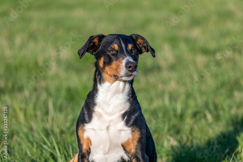 Appenzeller Mountain dog in the park on grass meadow