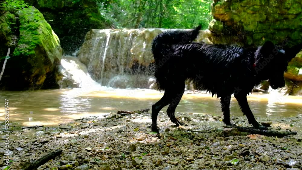 Drenched Mudis dog shakes off water, splashes fly in all directions. Drenched Mudis dog shakes off water, splashes fly in all directions.