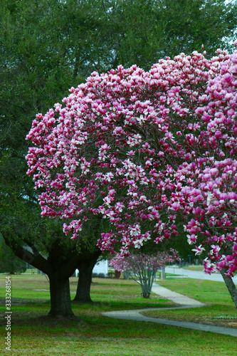 Tulip tree with pink and white flowers blossoming 