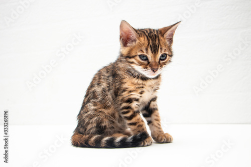 portrait of a cute Bengal kitten