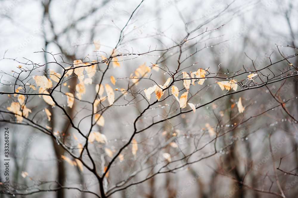 soft tree branches with autumn leaves against overcast skies soft tree branches with autumn leaves against overcast skies